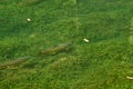 Brown trout (Salmo trutta) in the river