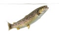 Brown trout swimming under water line, isolated