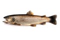 Brown trout Royalty Free Stock Photo