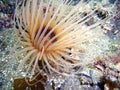 Brown Tube-dwelling Anemone Royalty Free Stock Photo