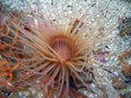 Brown Tube-dwelling Anemone Royalty Free Stock Photo