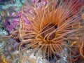 Brown Tube-dwelling Anemone surrounded by Spiny Brittle Stars Royalty Free Stock Photo