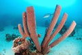 Brown tube sponge Royalty Free Stock Photo