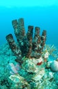 Brown tube sponges