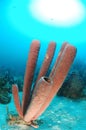 Brown tube sponges Royalty Free Stock Photo