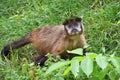 Brown tufted capuchin monkey male in green grass