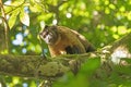 Brown Tufted Capuchin Monkey in the Rainforest Royalty Free Stock Photo