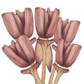 Brown tulips with leaves on white isolated background. Hand drawing with penball for greeting cards, wedding invitations, posters. Royalty Free Stock Photo