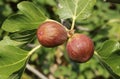 Brown Turkey` figs in the tree