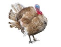 Brown turkey isolated on the white background Royalty Free Stock Photo