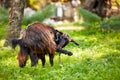 Brown Turkish hair goat licking its leg and cleaning itself on a green meadow field Royalty Free Stock Photo