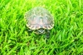 A brown turtle on the green grass yard.