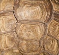 Brown turtle shell background