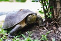 Brown turtle walking on grass. Turtle shell injured. Animal rights concept. Royalty Free Stock Photo