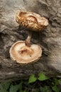 Brown twin fungus Royalty Free Stock Photo