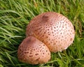 A brown twin fungus Royalty Free Stock Photo