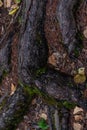 brown twisty tangled roots of tree with green moss in forest in damp ground with dry autumn leaves Royalty Free Stock Photo