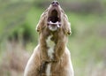 Barking howling dog, brown husky mix dog Royalty Free Stock Photo