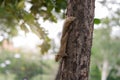 Brown variable squirrel climbing down a tree