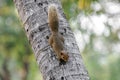 Brown variable squirrel coming down from a tree
