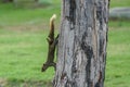 Brown variable squirrel coming down from tree