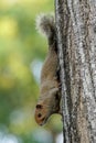 Brown variable squirrel hanging down on the side of a tree
