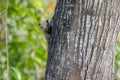 Brown variable squirrel hiding behind a tree