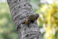 Brown variable squirrel before jumping Royalty Free Stock Photo