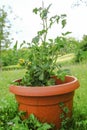 brown vase with a tomato bush close-up. Gardening, balcony gardening, gardening in the city