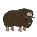 Brown vector outline cartoon hand drawn male Muskox. Doodle isolated illustration on white background, Side view of a standing