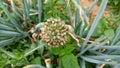 brown vegetable leek flower in farmer& x27;s field Royalty Free Stock Photo