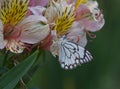 Brown-veined white butterfly sitting on pale pink inca lily