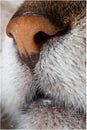 A brown velvet wet cat`s nose Royalty Free Stock Photo