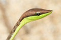 Brown Vine Snake Royalty Free Stock Photo