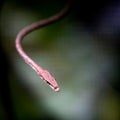 Brown Vine Snake & x28;Oxybelis aeneus