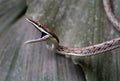 A brown vine snake ready to bite Royalty Free Stock Photo