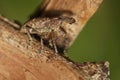 Brown Vine Weevil - Otiorhynchus sulcaus in nature