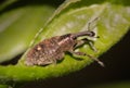 Brown Vine Weevil - Otiorhynchus sulcaus in nature