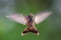 Brown Violet-ear - Colibri delphinae Royalty Free Stock Photo