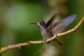 Brown Violet-ear - Colibri delphinae Royalty Free Stock Photo