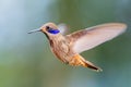 Brown Violet-ear - Colibri delphinae