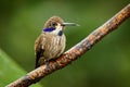 Brown Violet-ear - Colibri delphinae large hummingbird, bird breeds at middle elevations in the mountains in Central America, Royalty Free Stock Photo