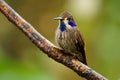 Brown Violet-ear - Colibri delphinae large hummingbird, bird breeds at middle elevations in the mountains in Central America, Royalty Free Stock Photo