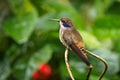 Brown Violet-ear - Colibri delphinae large hummingbird, bird breeds at middle elevations in the mountains in Central America, Royalty Free Stock Photo
