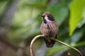 Brown Violet-ear - Colibri delphinae large hummingbird, bird breeds at middle elevations in the mountains in Central America, Royalty Free Stock Photo