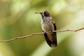 Brown Violet-ear - Colibri delphinae large hummingbird, bird breeds at middle elevations in the mountains in Central America, Royalty Free Stock Photo