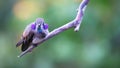 Brown violetear in display, hummingbird of Colombia Royalty Free Stock Photo