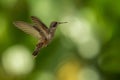 Brown violetear Colibri delphinae hovering in the air, caribean tropical forest, Trinidad and Tobago, bird on colorful clear bac Royalty Free Stock Photo