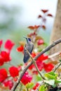 Brown violetear hummingbird in a bougainvillea bush