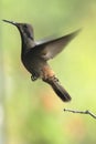 Brown violetear Colibri delphinae hummingbird taking off a branch Royalty Free Stock Photo
